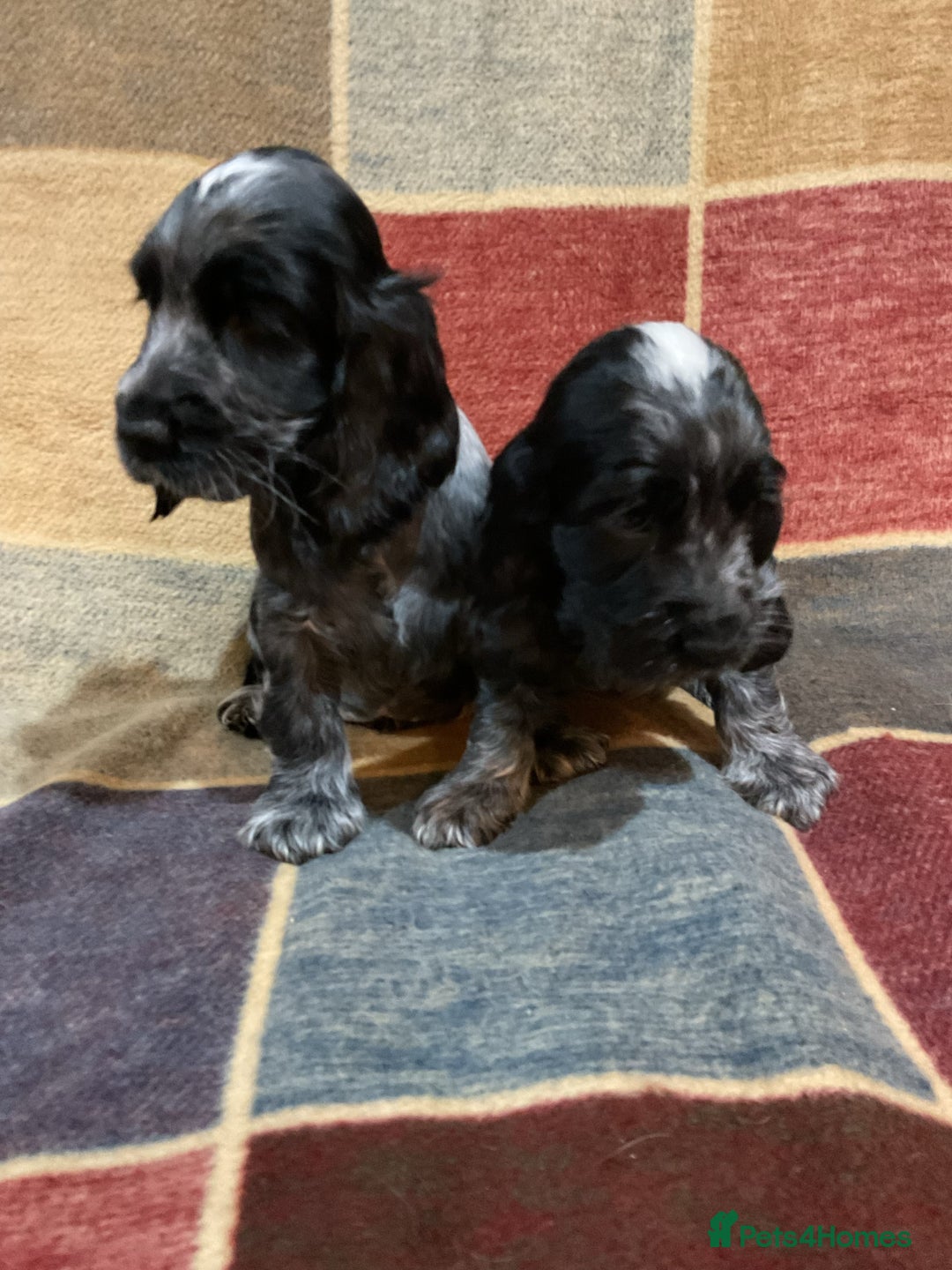 Cocker Spaniel dogs for sale: Chunky cocker pups  - Advert 5