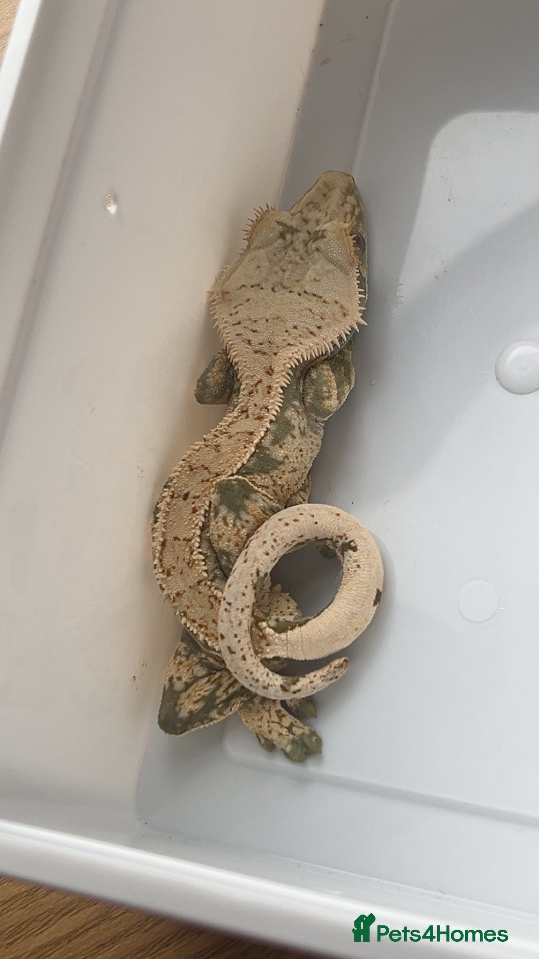 Gecko reptiles for sale: 1.0 Male Crested Gecko  - Advert 7