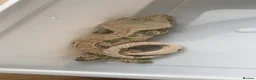 Gecko reptiles for sale: 1.0 Male Crested Gecko  - Advert 7