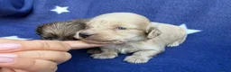 Miniature Dachshund dogs for sale: KC reg English Cream mini Dachshund puppies  - Advert 8