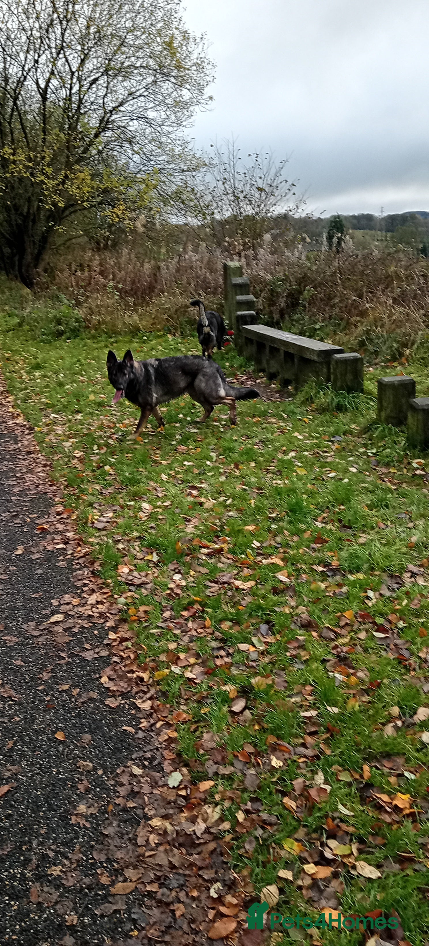 German Shepherd dogs Female German shepherd 3yrs - Advert 1