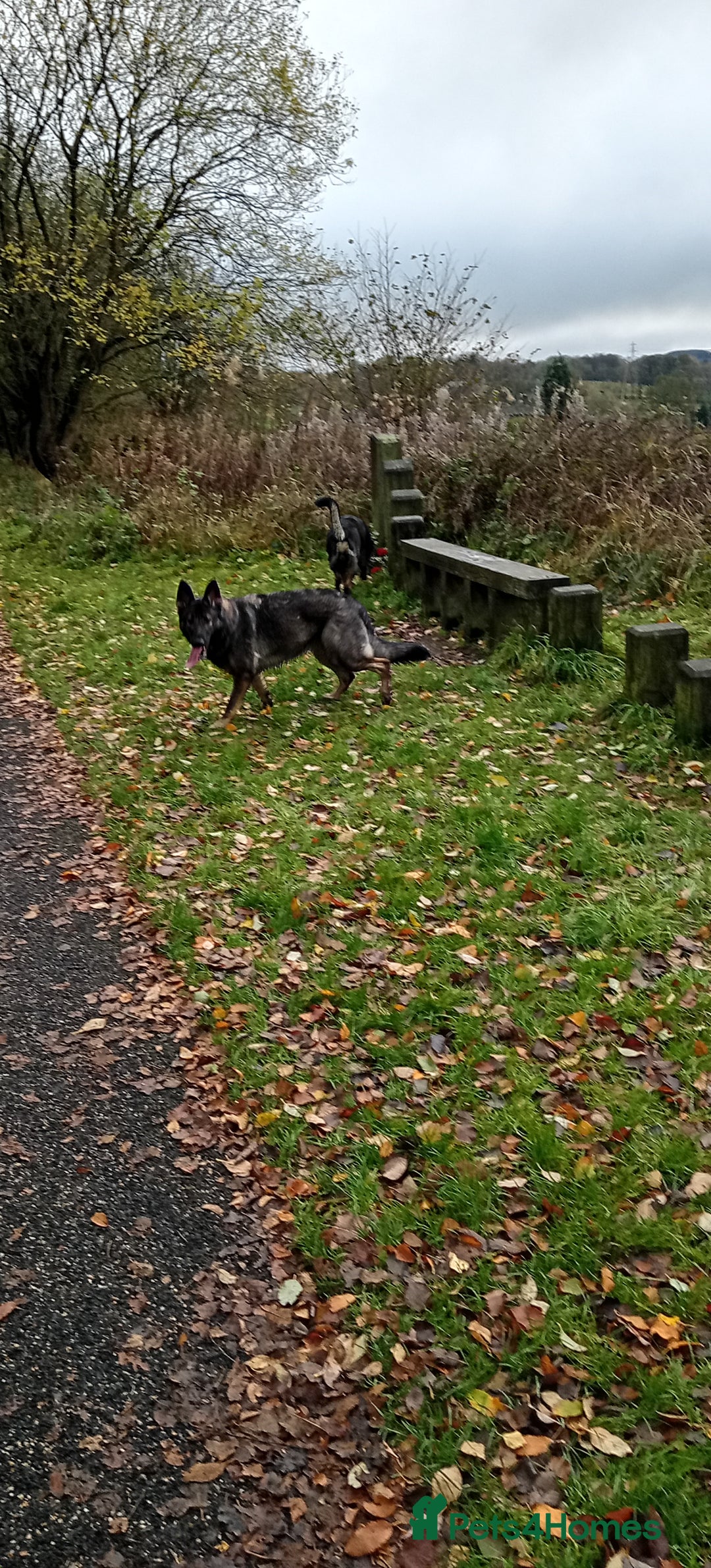 German Shepherd dogs for sale: Female German shepherd 3yrs - Advert 1