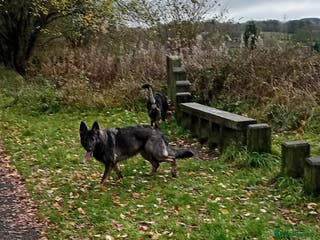 German Shepherd dogs Female German shepherd 3yrs - Advert 1