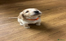 Cocker Spaniel dogs for sale: READY SOON! Working Cocker Spaniel mix Puppies  - Image 29