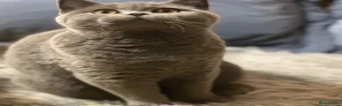 British Shorthair 2