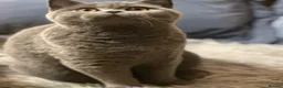 British Shorthair cats for sale: British shorthair kittens  - Advert 7