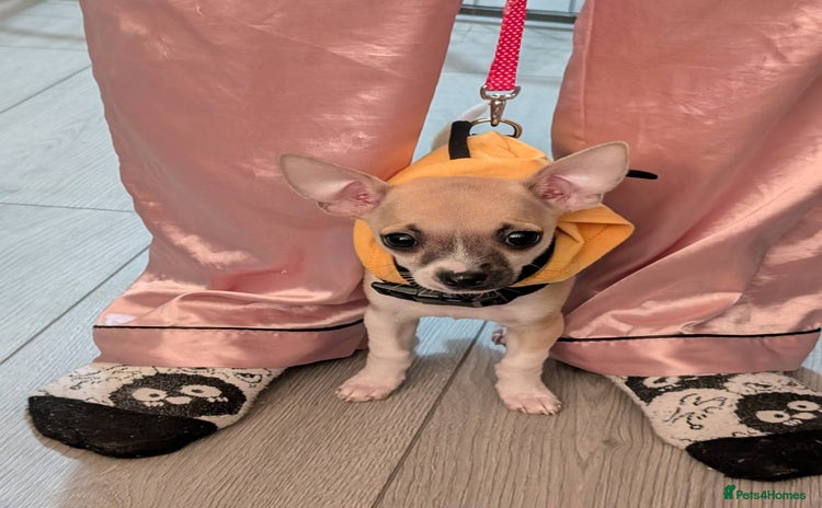 Chihuahua dogs - Advert 14