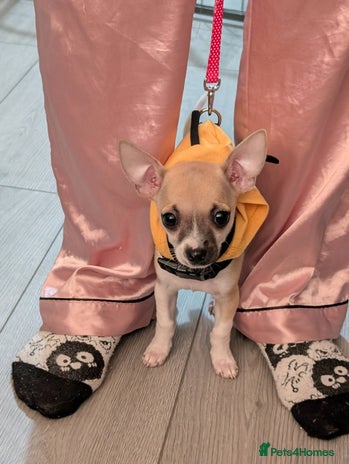 Chihuahua dogs - Advert 14