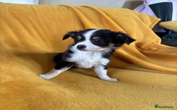 Chihuahua dogs for sale: Beautiful Chihuahua Puppies For Sale - Advert 22