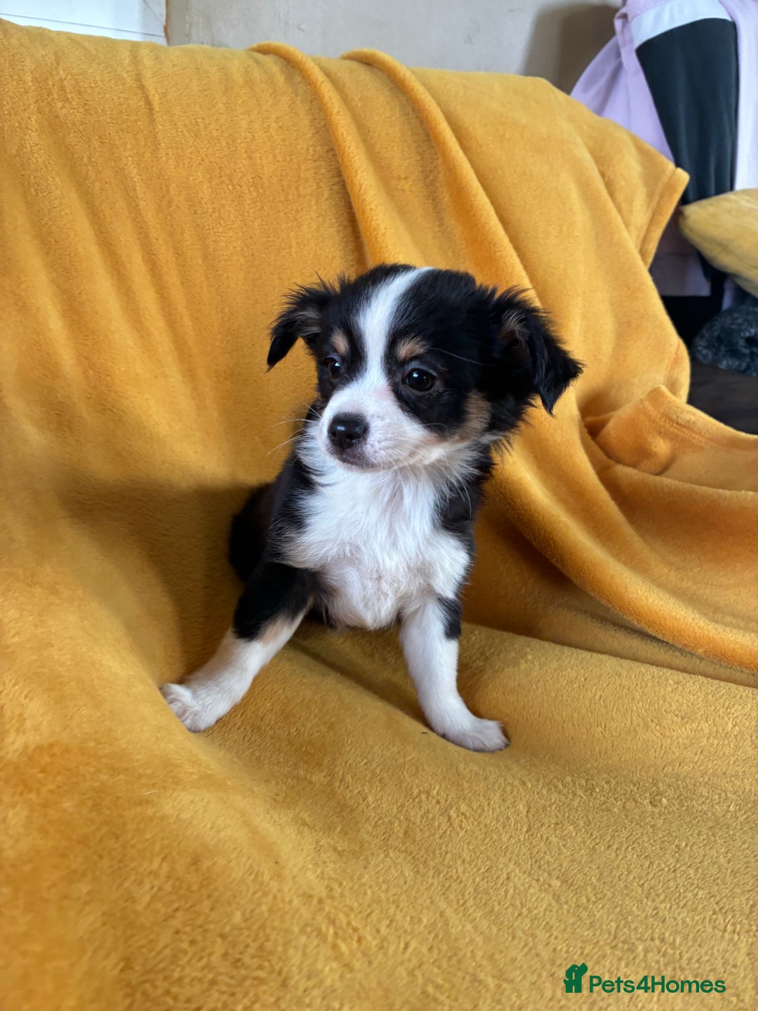 Chihuahua dogs for sale: Beautiful Chihuahua Puppies For Sale - Advert 22