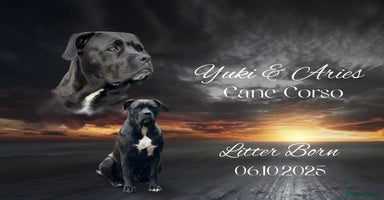 Cane Corso dogs Yuki X Aries Russian Champ Bloodline Puppies - Advert 3