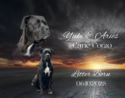 Cane Corso dogs Yuki X Aries Russian Champ Bloodline Puppies - Advert 3