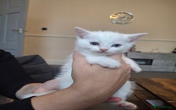Asian cats for sale: Asian kittens - Image 4