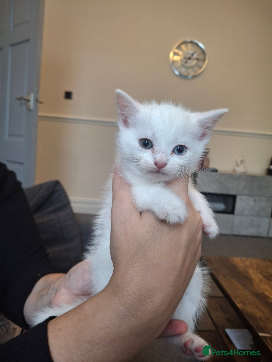 Asian cats for sale: Asian kittens - Image 4