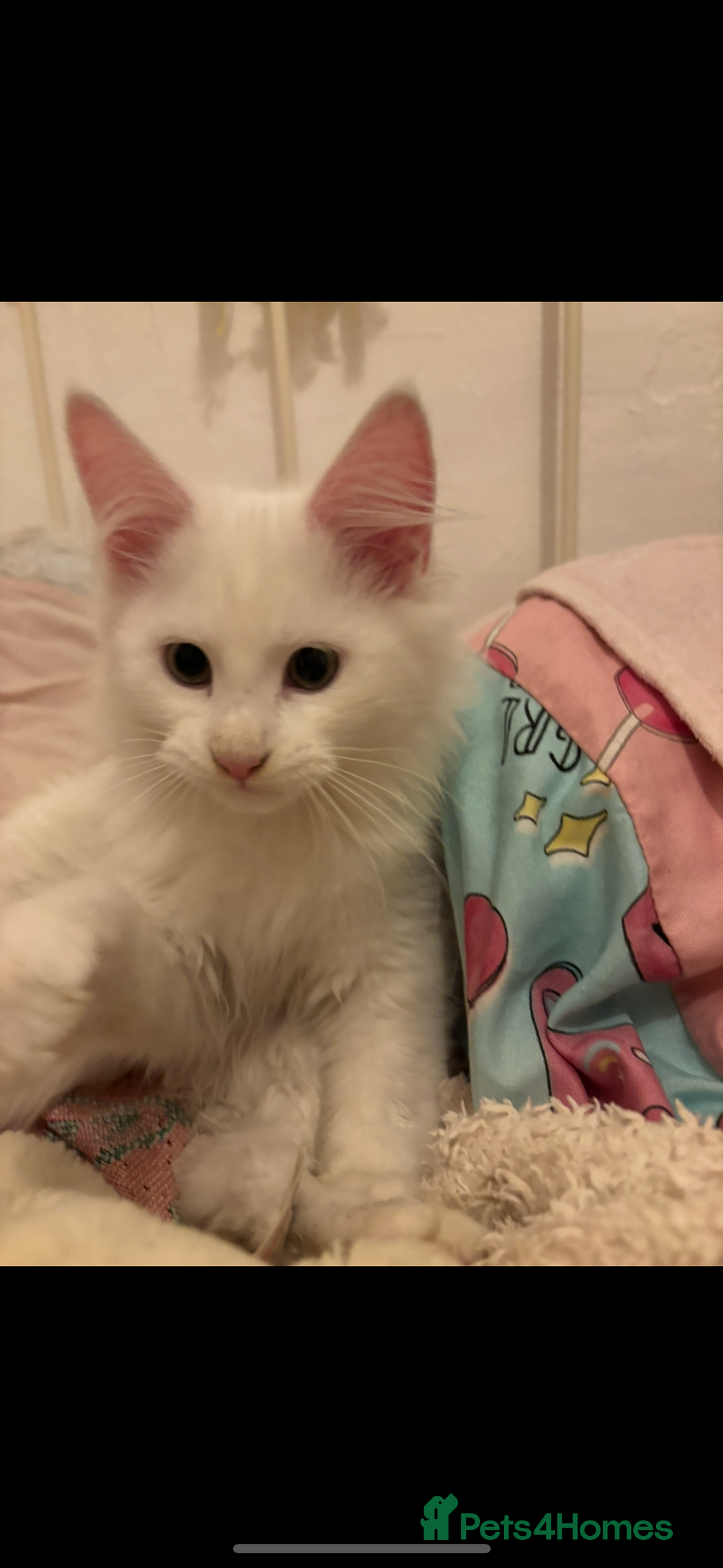 Maine Coon cats for sale: Stunning rare Maine coons  - Advert 7