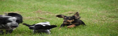 Cocker Spaniel 1