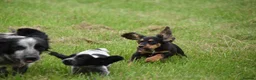 Cocker Spaniel dogs for sale: Mixed colour litter of working cockers  - Advert 19
