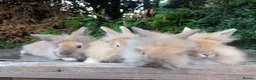 Lionhead rabbits for sale: 4 Fluffy Lionheads  - Advert 1