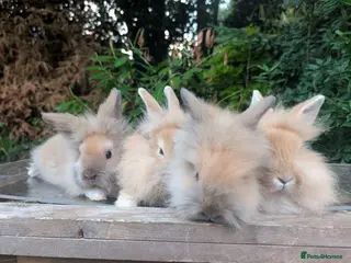 Lionhead rabbits 4 Fluffy Lionheads - Advert 3
