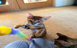 Savannah cats for sale: TICA Reg F3 Savannah Female Kitten ONE LEFT - Image 13