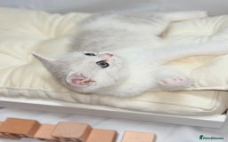 British Shorthair cats for sale: TICA REGISTERED CHAMPION LINES HUGE KITTEN 4 SALE! - Image 10