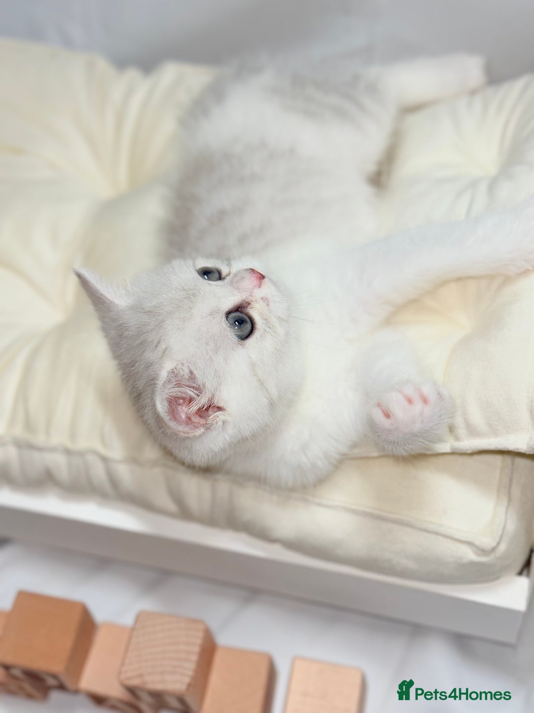 British Shorthair cats for sale: TICA REGISTERED CHAMPION LINES HUGE KITTEN 4 SALE! - Image 10
