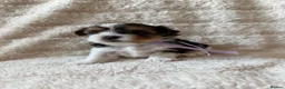 Biewer Terrier dogs for sale: Beautiful Biewer Terriers - Advert 4