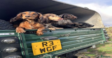 Cocker Spaniel dogs - Advert 5