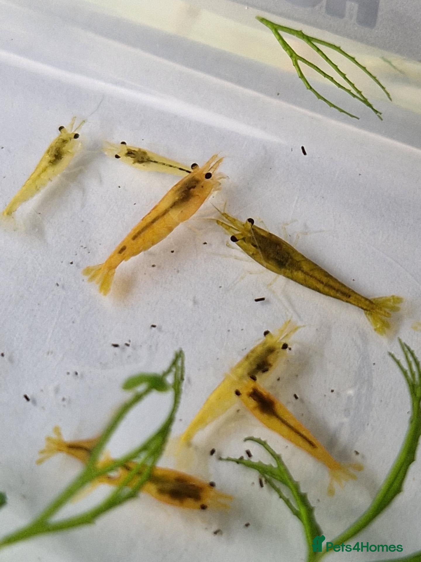 Shrimps fish Yellow Cherry Shrimp – Neocaridina Aquarium Shrimp - Advert 3