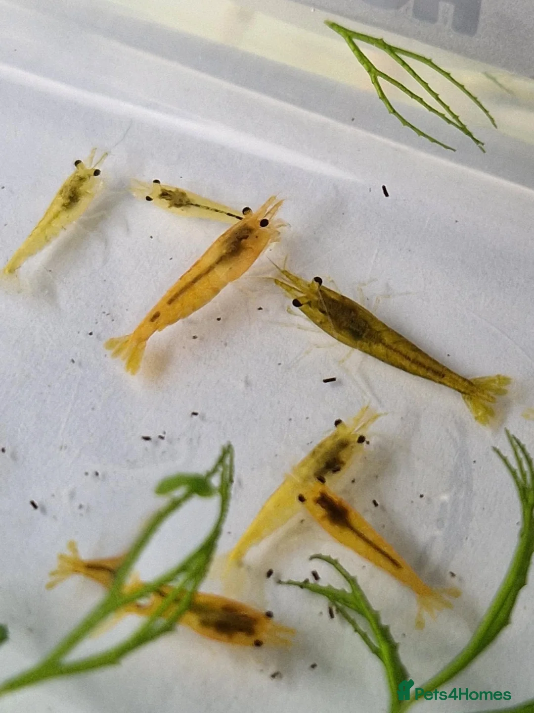 Shrimps fish for sale: Yellow Cherry Shrimp – Neocaridina Aquarium Shrimp - Advert 1