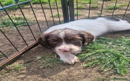 English Springer Spaniel dogs for sale: KC registered English Springer Spaniel - Image 11