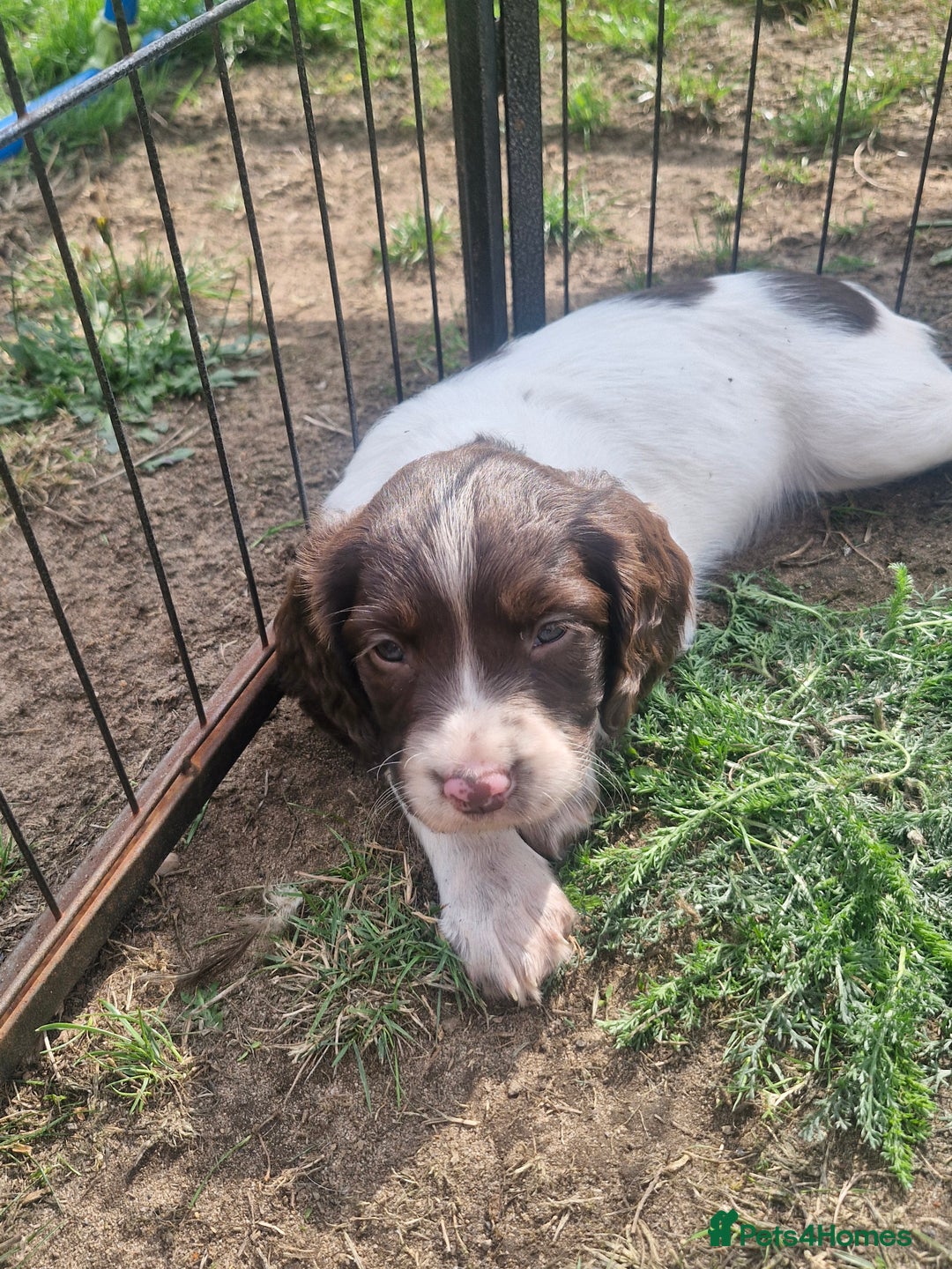 English Springer Spaniel dogs for sale: KC registered English Springer Spaniel - Image 11