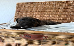 Mixed Breed dogs for sale: Came Corso X Puppies - Image 23