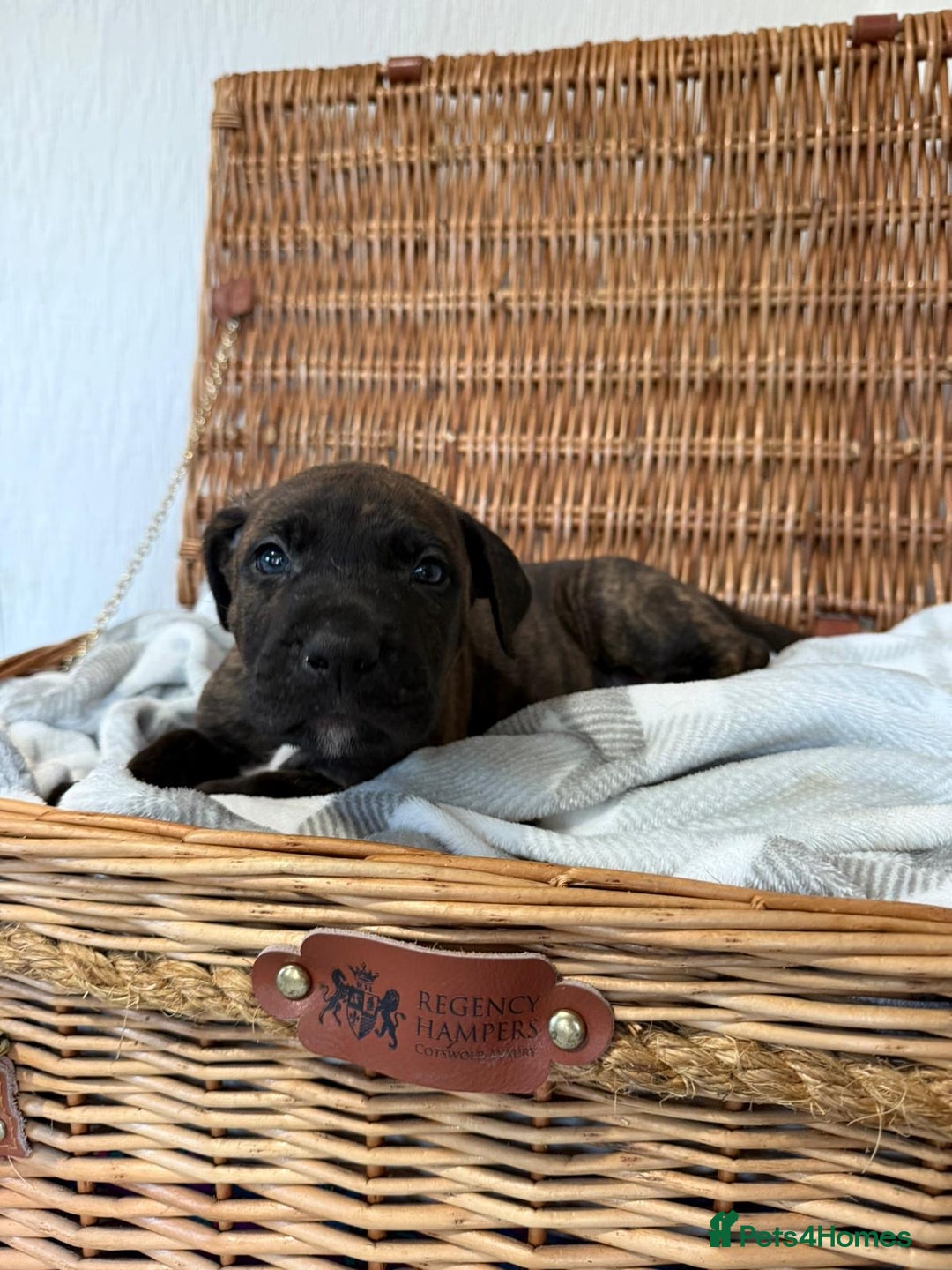 Mixed Breed dogs for sale: Came Corso X Puppies - Image 23