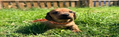 Orange boy