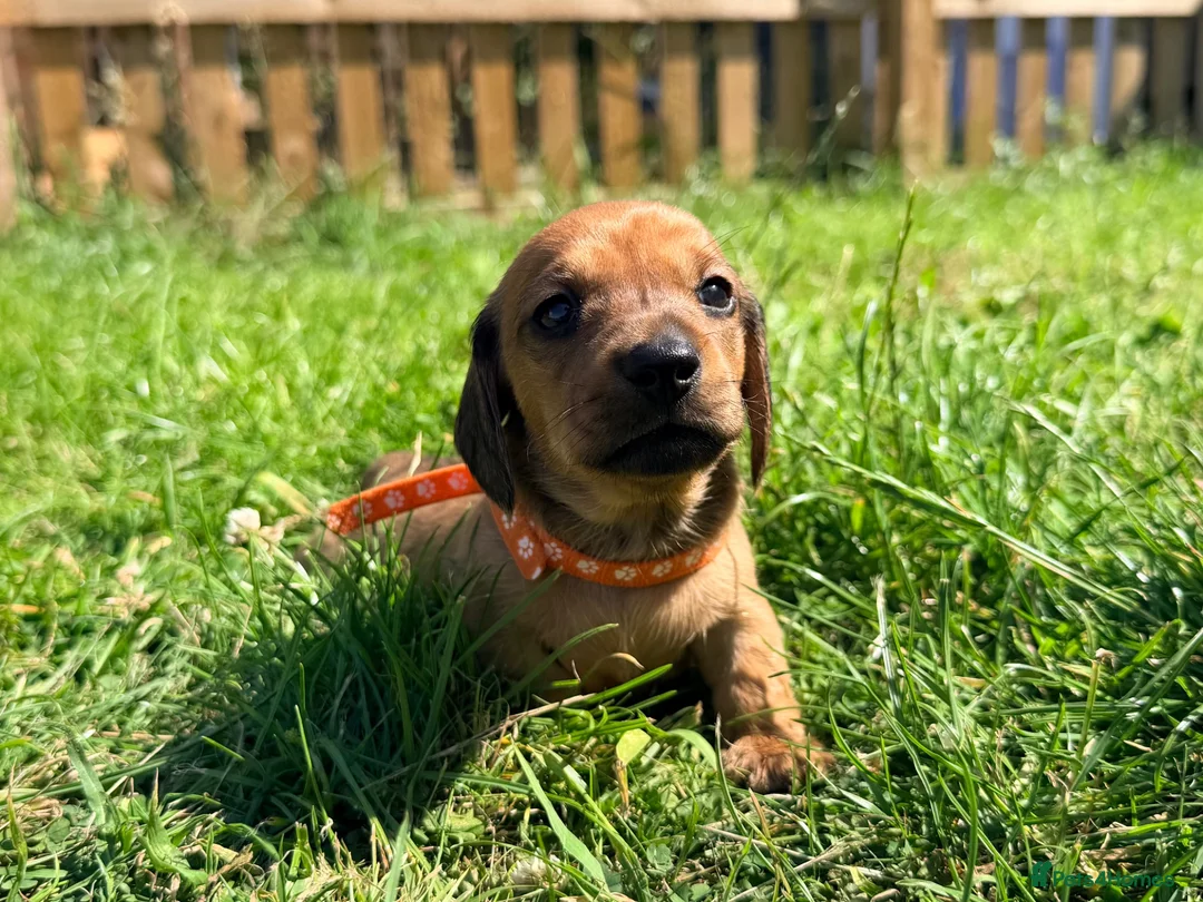 Miniature Dachshund dogs for sale: 5 Mini Smooth & 1 Mini Long Haired Dachshunds - Advert 24