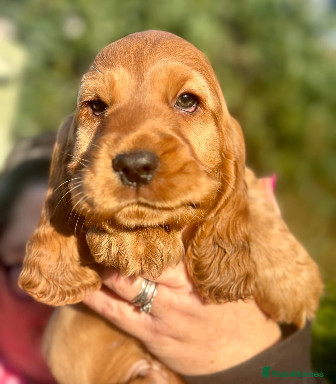 Cocker Spaniel dogs for sale: Exceptional Golden KC Show Cocker Spaniels in Chepstow - Image 1