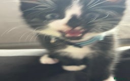 Mixed Breed cats for sale: Adorable kittens  - Image 3