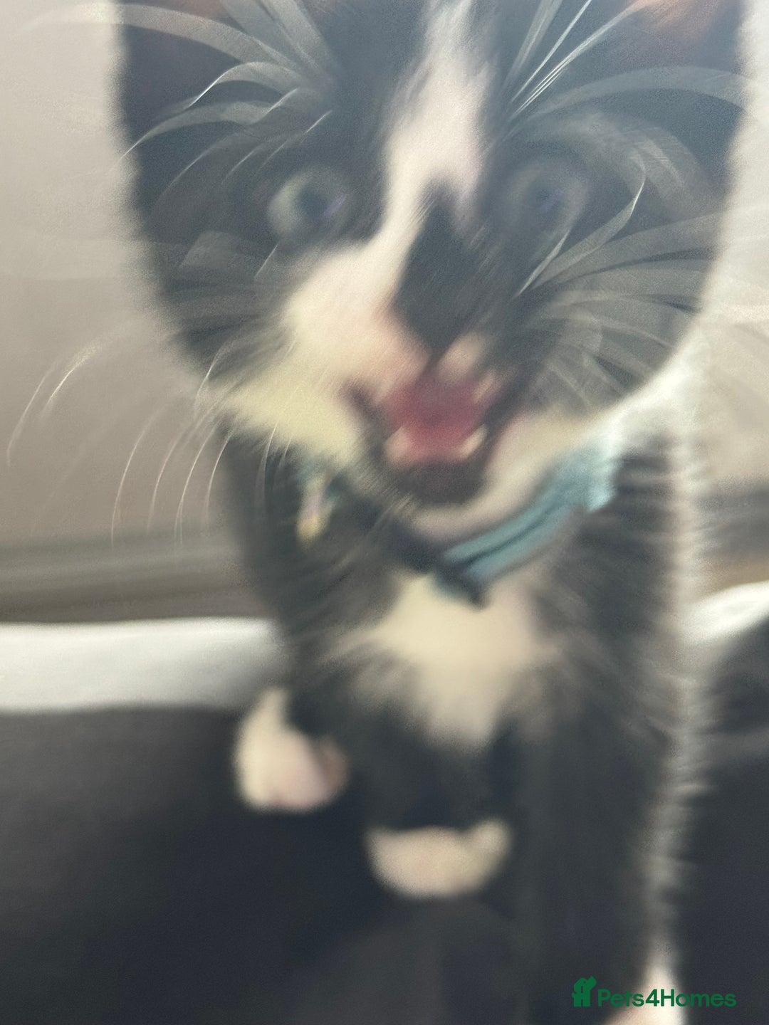 Mixed Breed cats for sale: Adorable kittens  - Image 3