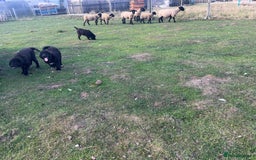 Mixed Breed dogs for sale: Bucovina X Raven  - Image 7