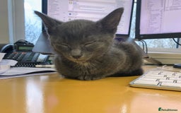 Russian Blue cats for sale: 3 Month Old Kitten Looking 4 a Loving Forever Home - Advert 4