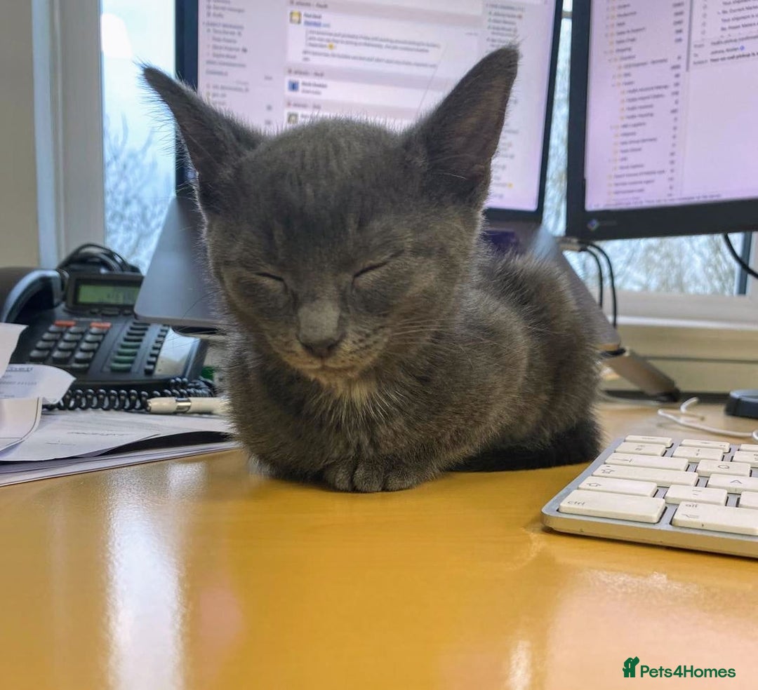 Russian Blue cats for sale: 3 Month Old Kitten Looking 4 a Loving Forever Home - Advert 4