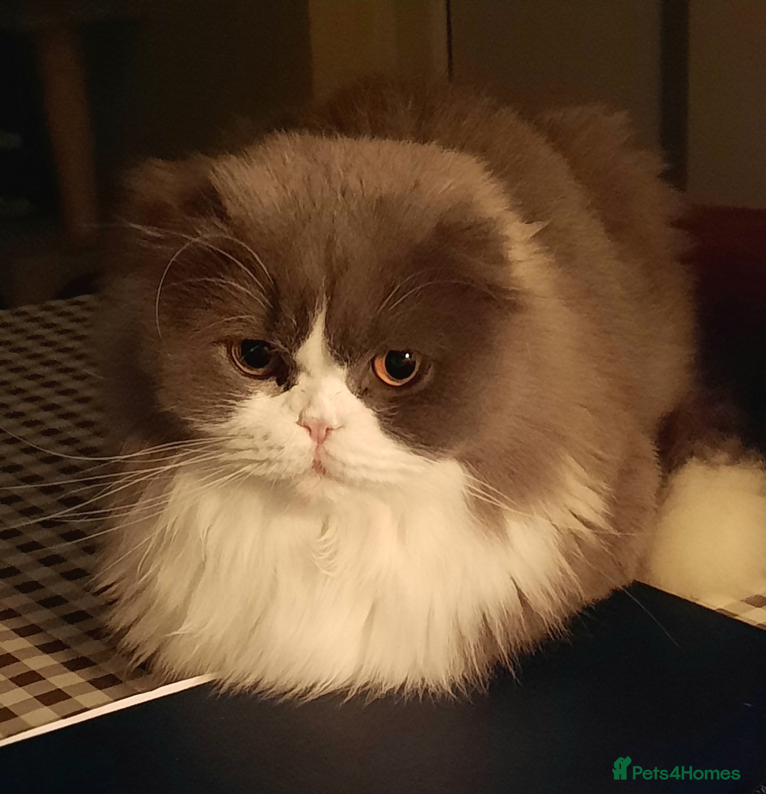 Scottish Fold cats TICA Registered: Scottish Fold Neutered Young Girl - Advert 5