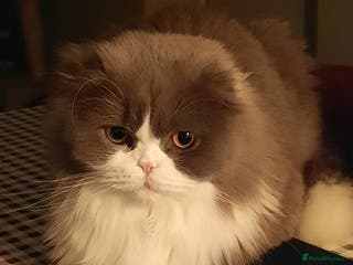 Scottish Fold cats TICA Registered: Scottish Fold Neutered Young Girl - Advert 5