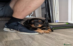 Mixed Breed dogs for sale: 75% Dachshund Cross Puppies - 4 Boys Available - Image 7
