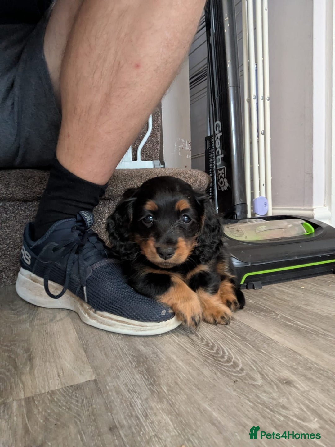 Mixed Breed dogs for sale: 75% Dachshund Cross Puppies - 4 Boys Available - Image 7