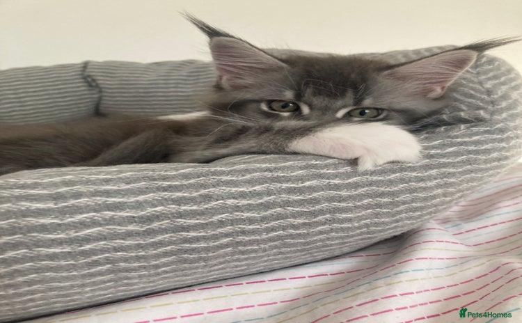 Maine Coon cats - Advert 12