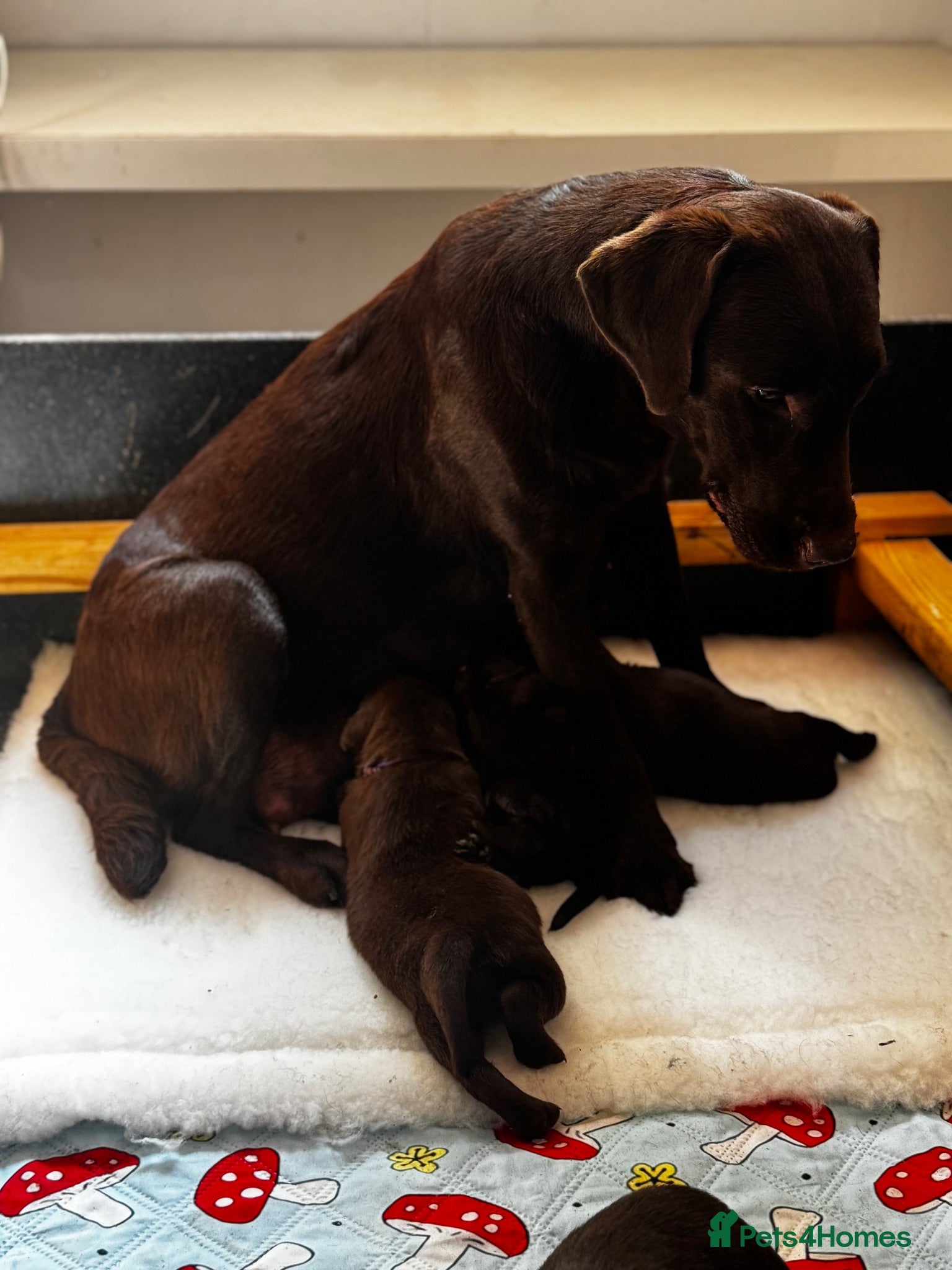Labrador Retriever dogs Labrador puppies Kennel club health tested  - Advert 2