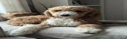 Australian Labradoodle dogs for stud: LANDO Australian labradoodle in Cornwall - Advert 2