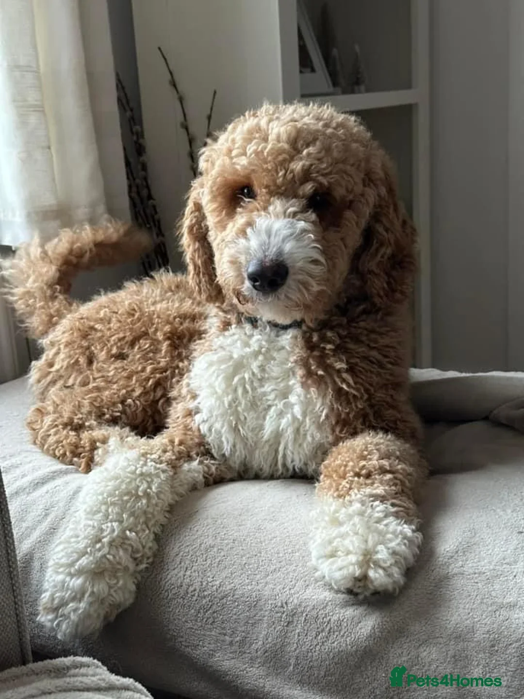 Australian Labradoodle dogs for stud: LANDO Australian labradoodle in Cornwall - Advert 2